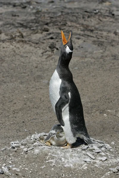 Pinguim-cavalheiro, Pygoscelis papua — Fotografia de Stock