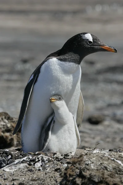 Gentoo penguin, Pygoscelis papua — Stockfoto