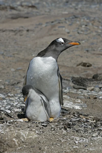 Ezelspinguïn, pygoscelis papua — Stockfoto