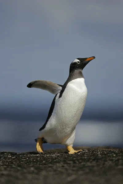 Pinguino Gentoo, Pygoscelis papua — Foto Stock