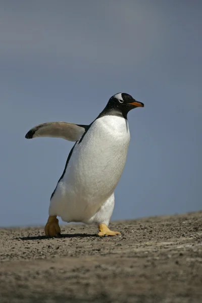 Gentoo pengueni, pygoscelis papua — Stok fotoğraf