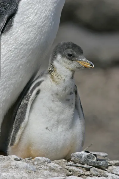 Pingwin białobrewy, pygoscelis papua — Zdjęcie stockowe