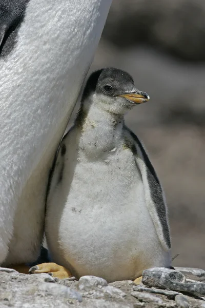 Pingwin białobrewy, pygoscelis papua — Zdjęcie stockowe