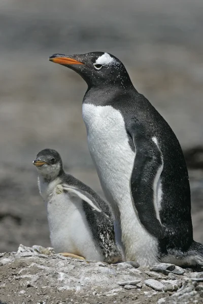 Gentoo penguin, Pygoscelis papua — Stock Photo, Image