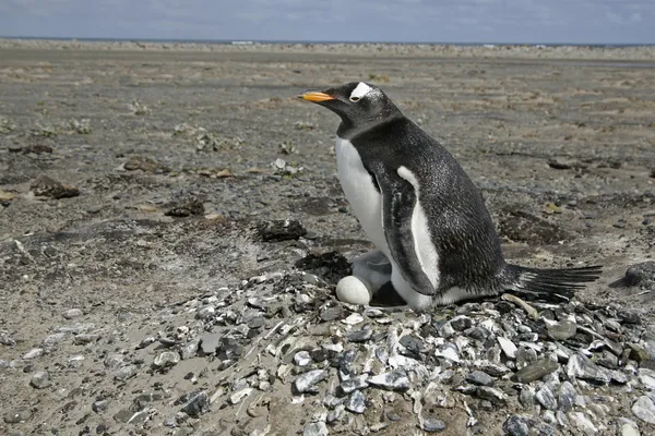 Gentoo penguin, Pygoscelis papua — Stock Photo, Image