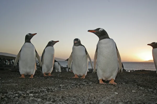 Gentoo penguin, Pygoscelis papua — Stock Photo, Image