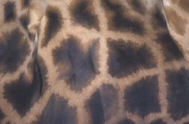 zürafa, zürafa zürafa