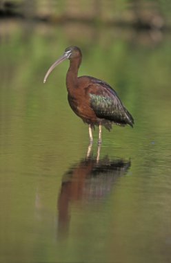 parlak Ibis, plegadis falcinellus