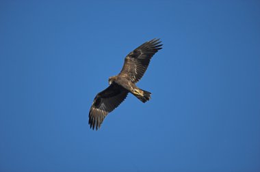 Golden eagle, Aquila chrysaetos clipart