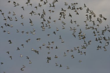 Altın yağmurcunu, pluvialis apricaria