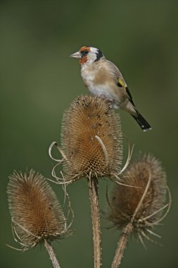 Saka kuşu, carduelis carduelis