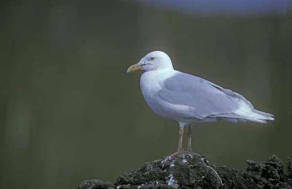 Glaucous gull, Larus hyperboreus — Stock Photo, Image