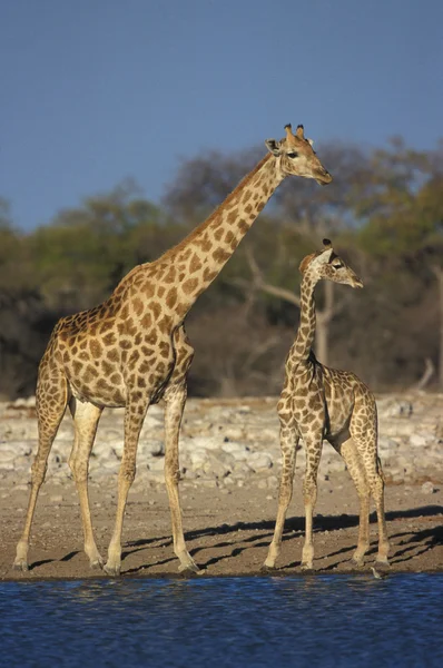 Jirafa, Jirafa camelopardalis — Foto de Stock