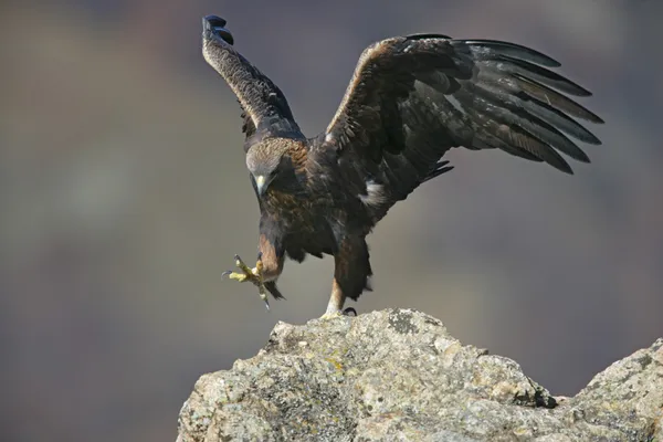 Золотий орел, Aquila chrysaetos — стокове фото