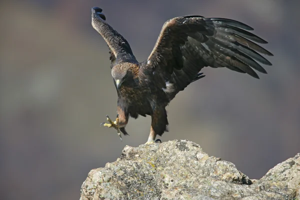 Águila Dorada, aquila chrysaetos —  Fotos de Stock