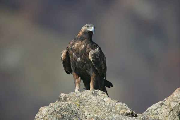 Golden eagle, Aquila chrysaetos — Stock Photo, Image