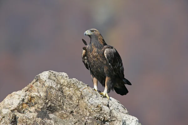 Águia Dourada, Aquila chrysaetos — Fotografia de Stock