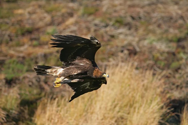 Orzeł, aquila chrysaetos — Zdjęcie stockowe