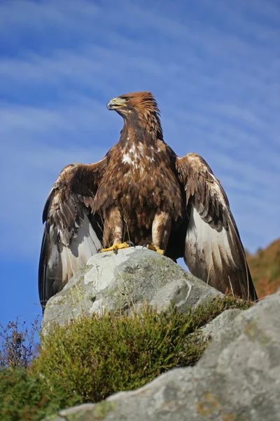 Zlatý Orel, aquila chrysaetos — Stock fotografie