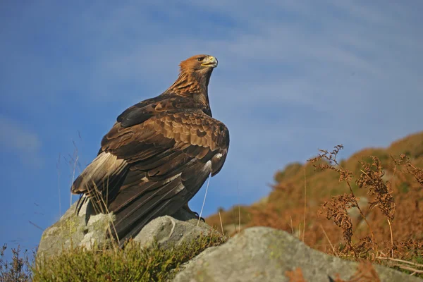 Zlatý Orel, aquila chrysaetos — Stock fotografie