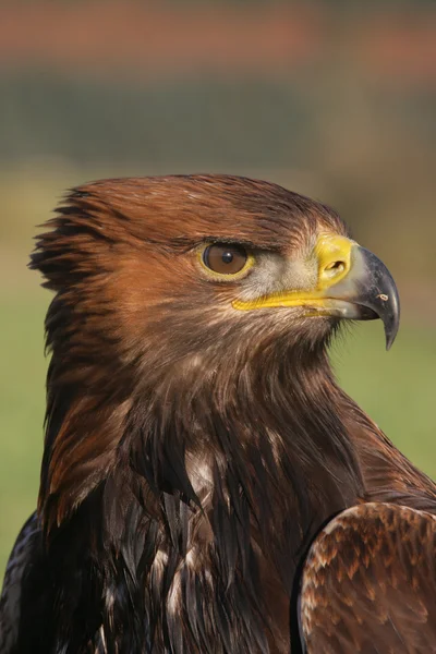 Águila Dorada, aquila chrysaetos — Foto de Stock