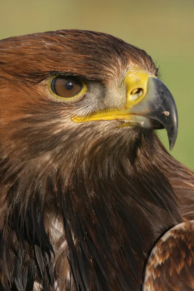 Águila Dorada, aquila chrysaetos — Foto de Stock