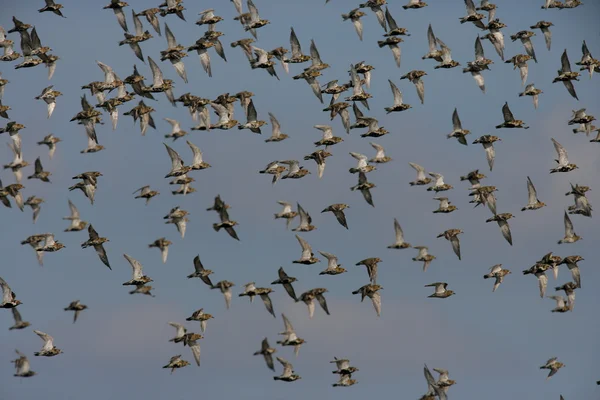 Altın yağmurcunu, pluvialis apricaria — Stok fotoğraf