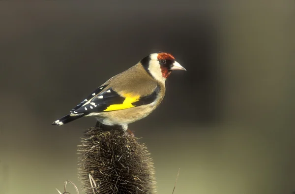 Goldfinch, Carduelis carduelis — Foto de Stock