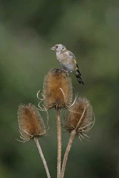 Goldfinch, Carduelis carduelis — Fotografia de Stock