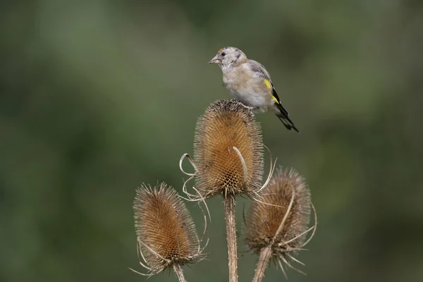 Goldfinch,Carduelis carduelis — Stock Photo, Image