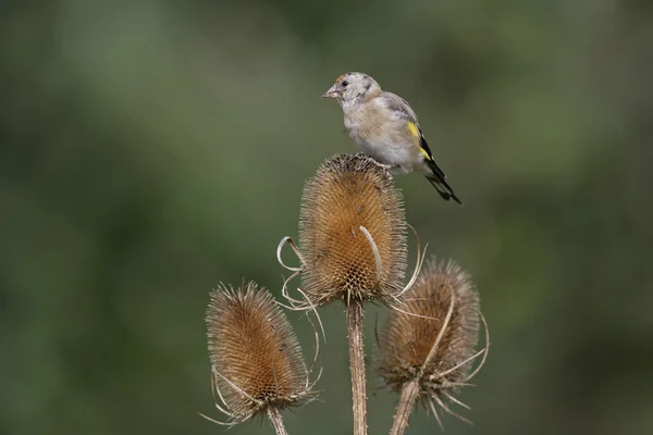 Goldfinch, Carduelis carduelis — Fotografia de Stock