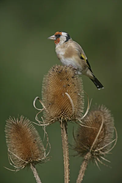 Goldfinch, Carduelis carduelis — Fotografia de Stock