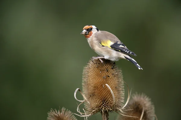 Goldfinch, Carduelis carduelis — Fotografia de Stock