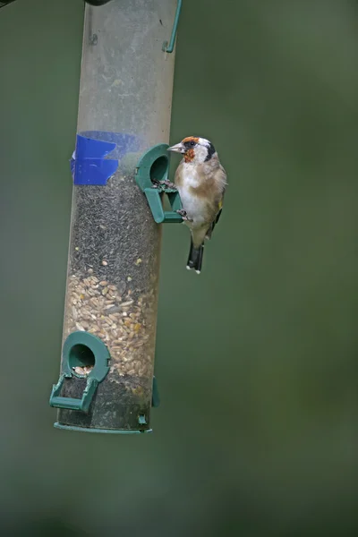 Saka kuşu, carduelis carduelis — Stok fotoğraf