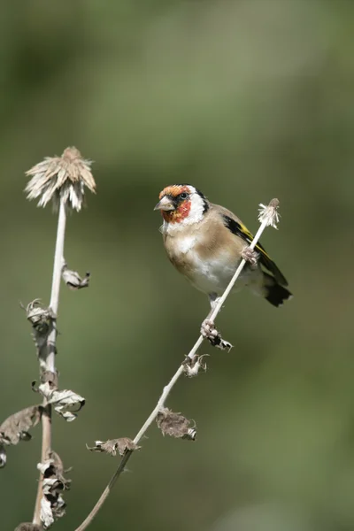 Goldfinch, Carduelis carduelis — Fotografia de Stock