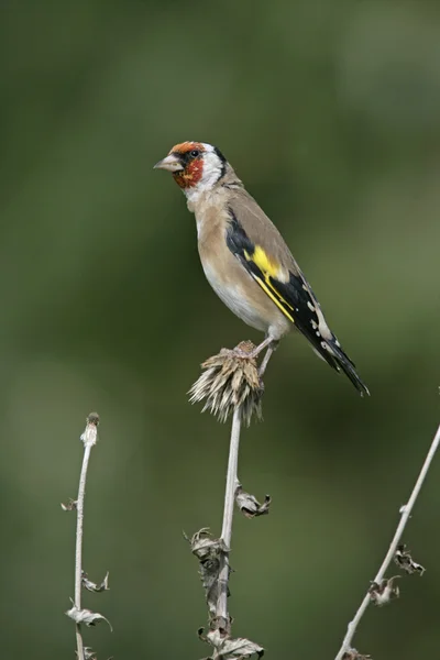 Goldfinch,Carduelis carduelis — Stock Photo, Image
