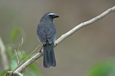 grimsi veya grimsi saltator, saltator coerulescens