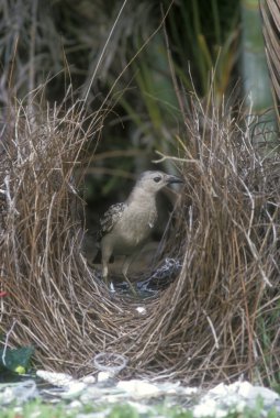 büyük bowerbird, chlamydera nuchalis