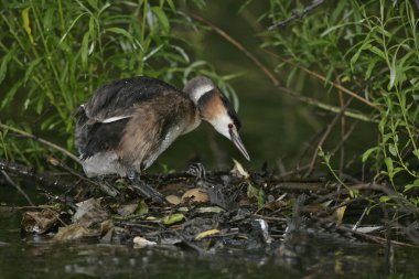 büyük tepeli batağan, podiceps cristatus