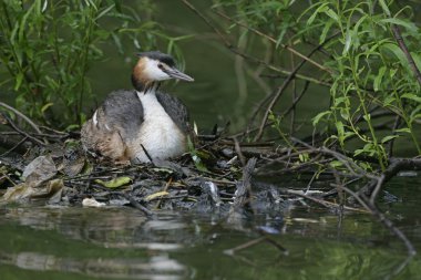 büyük tepeli batağan, podiceps cristatus