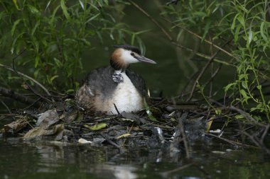 büyük tepeli batağan, podiceps cristatus