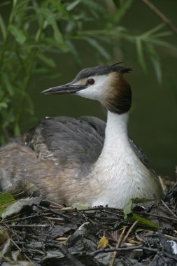 büyük tepeli batağan, podiceps cristatus