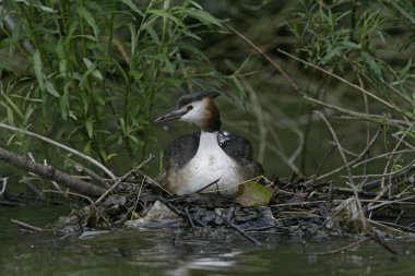 büyük tepeli batağan, podiceps cristatus