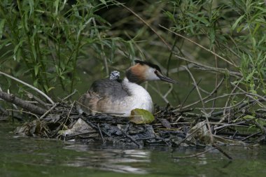 büyük tepeli batağan, podiceps cristatus