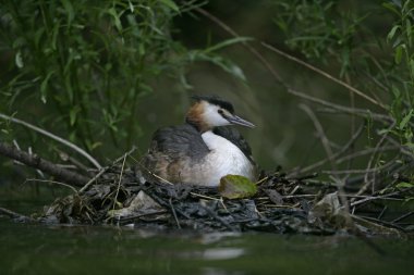 büyük tepeli batağan, podiceps cristatus