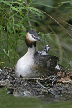 büyük tepeli batağan, podiceps cristatus