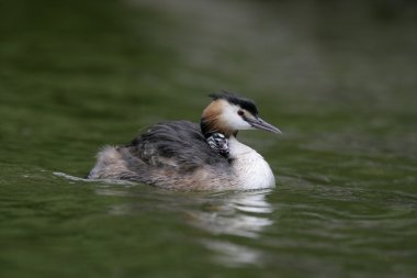 büyük tepeli batağan, podiceps cristatus