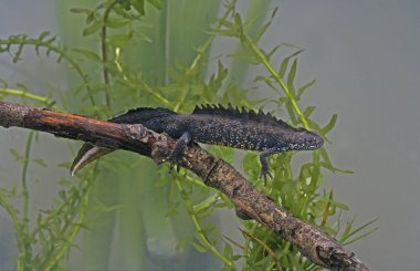 newt, triturus cristatus büyük tepeli,