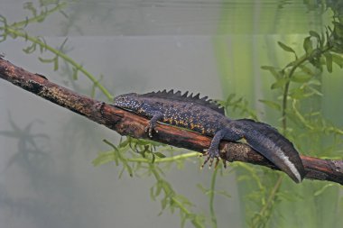 newt, triturus cristatus büyük tepeli,