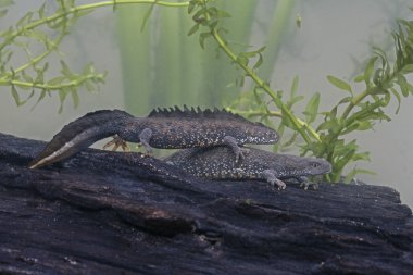 newt, triturus cristatus büyük tepeli,